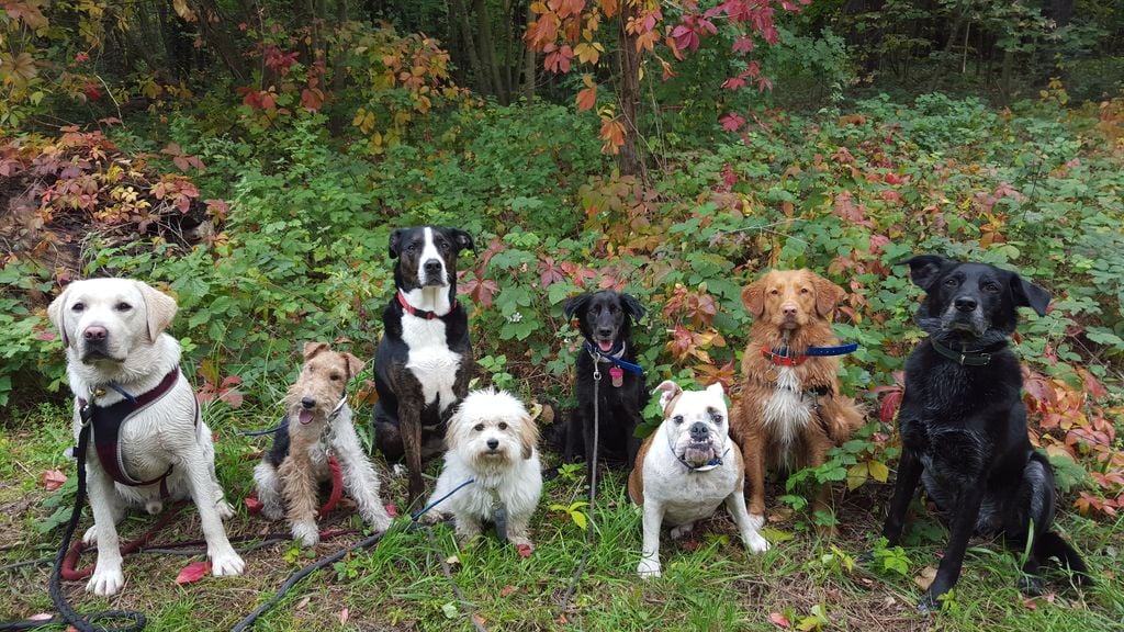 Social Dog 2
